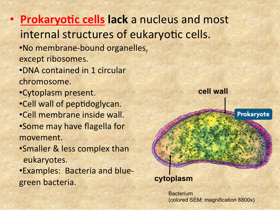 Prokaryotic Cells Characteristics Structure Division Examples - Riset